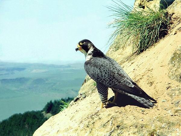 Peregrine Falcon