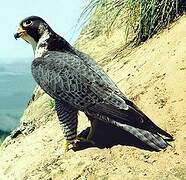 Peregrine Falcon