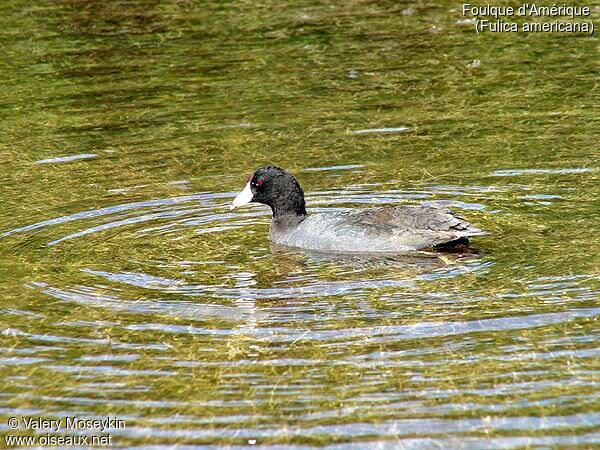 American Coot