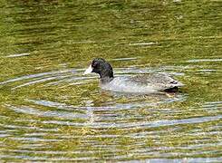 American Coot