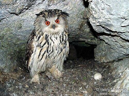 Eurasian Eagle-Owl