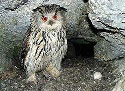 Eurasian Eagle-Owl