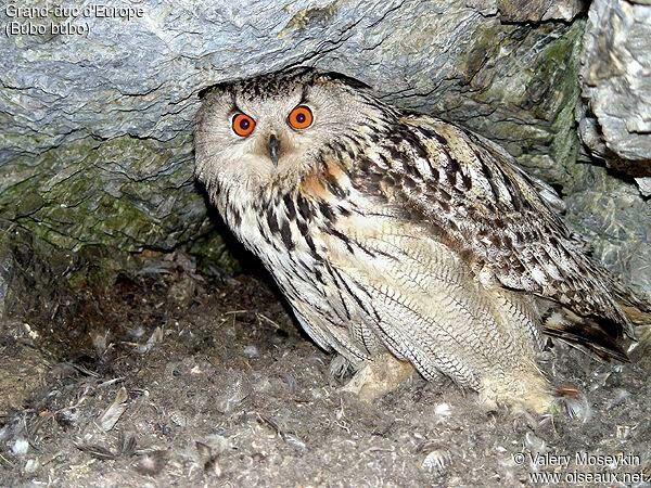 Eurasian Eagle-Owl