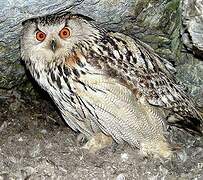 Eurasian Eagle-Owl