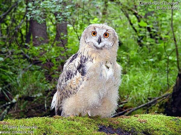 Eurasian Eagle-Owl