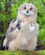 Eurasian Eagle-Owl