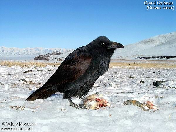 Northern Raven