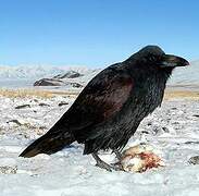 Northern Raven