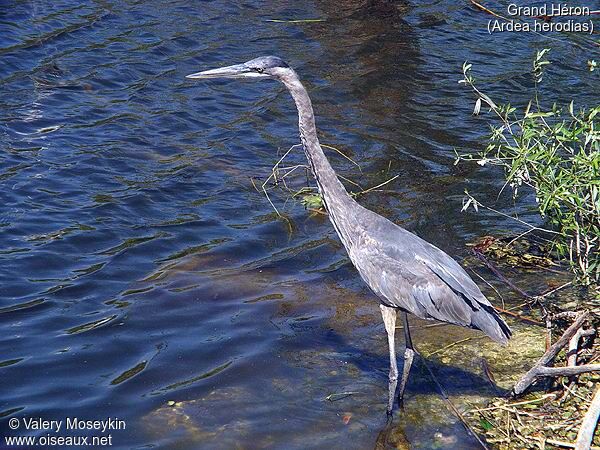 Great Blue Heron