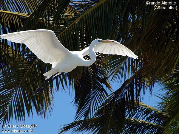 Great Egret