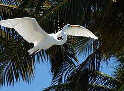 Grande Aigrette