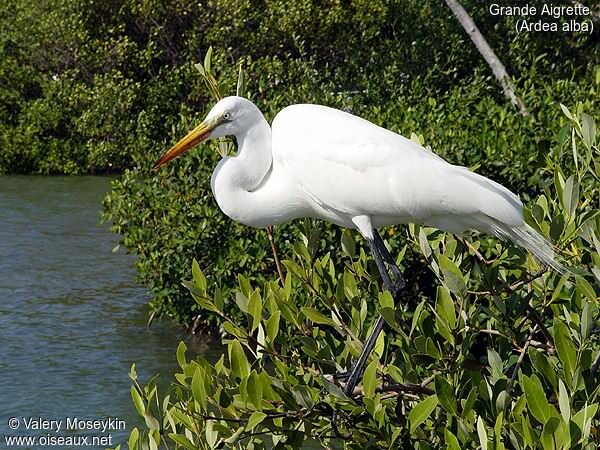 Grande Aigrette