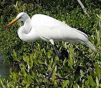 Grande Aigrette