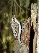 Eurasian Treecreeper