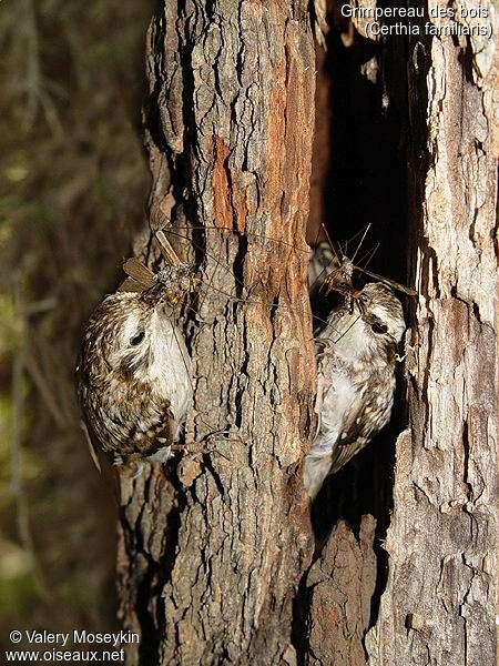 Eurasian Treecreeper