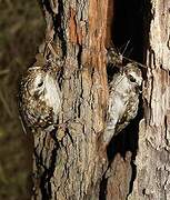 Eurasian Treecreeper