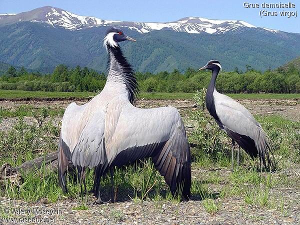 Demoiselle Crane