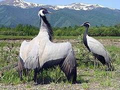 Demoiselle Crane