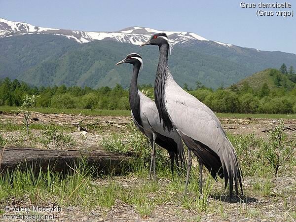 Demoiselle Crane