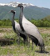 Demoiselle Crane