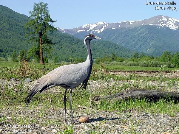 Demoiselle Crane