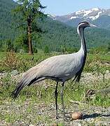 Demoiselle Crane