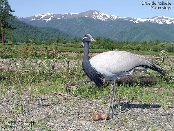 Demoiselle Crane