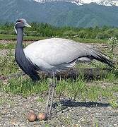 Demoiselle Crane