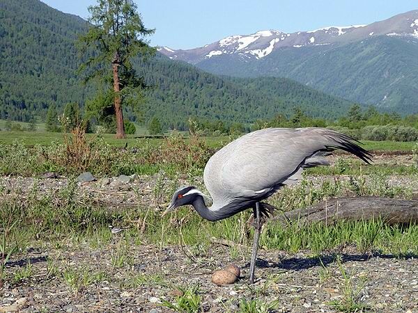 Demoiselle Crane