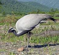 Demoiselle Crane