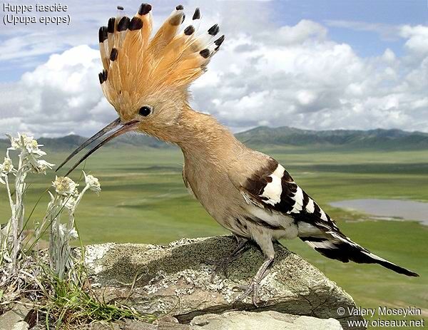 Eurasian Hoopoe