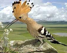 Eurasian Hoopoe