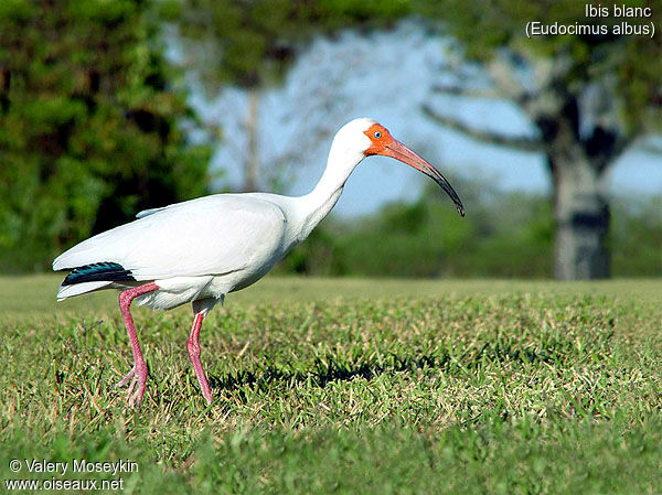 Ibis blanc