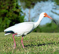 Ibis blanc