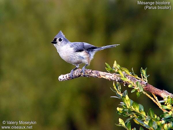 Tufted Titmouse