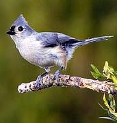 Tufted Titmouse