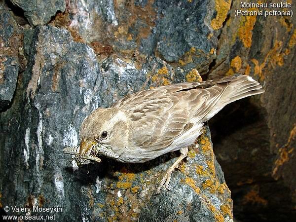 Rock Sparrow