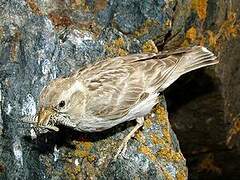 Rock Sparrow