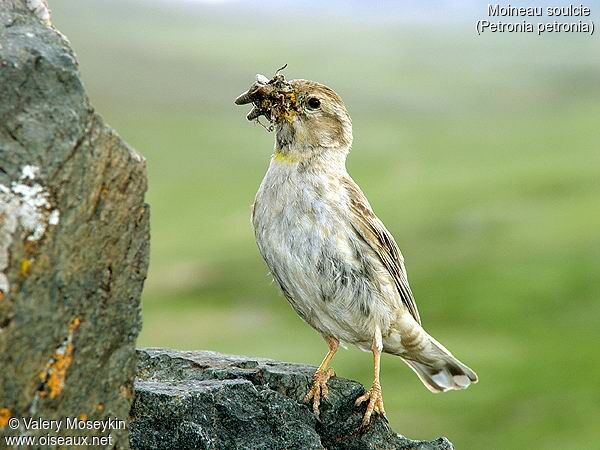 Rock Sparrow