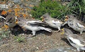 White-winged Snowfinch