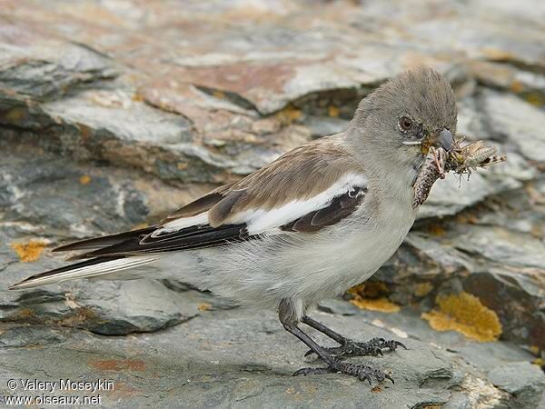 White-winged Snowfinch