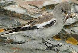 White-winged Snowfinch