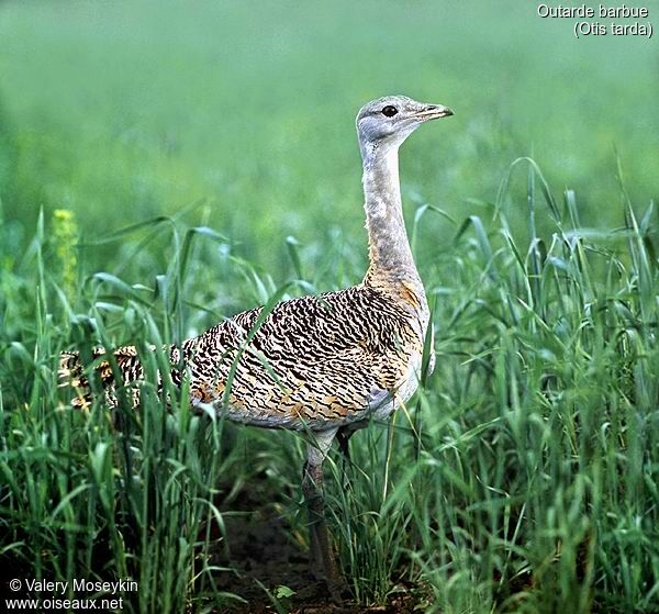 Great Bustard