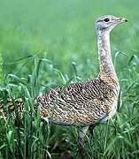 Great Bustard