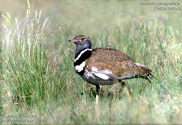 Little Bustard