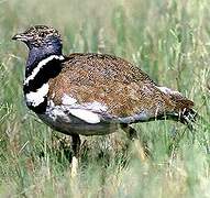 Little Bustard