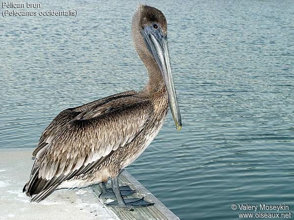 Brown Pelican