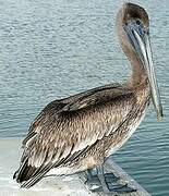 Brown Pelican