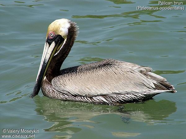 Brown Pelican