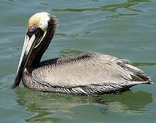 Brown Pelican